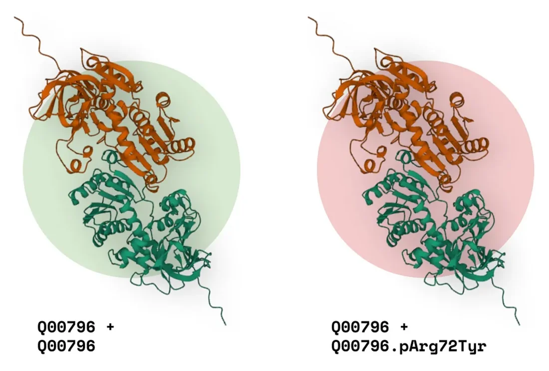 Two AlphaFold-Multimer predictions of the same protein complex side by side: the wild-type pair highlighted in green, the p.Arg72Tyr variant pair in red